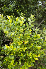 Cassinopsis tinifolia