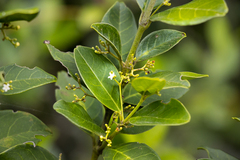 Cassinopsis tinifolia