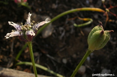 Nigella nigellastrum