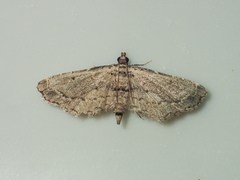 Sufetula