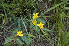 Chamaecrista mimosoides