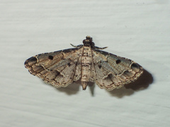 Sufetula