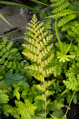 Cheilanthes bergiana