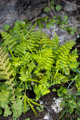 Cheilanthes bergiana