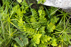 Cheilanthes bergiana