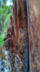 Homopholis walbergii