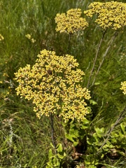 Helichrysum nudifolium