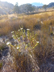 Lachnaea filamentosa