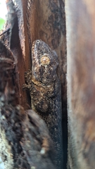 Homopholis walbergii