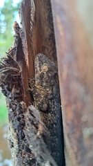 Homopholis walbergii