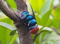 Chrysomya marginalis