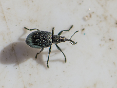 Ischnopterapion virens