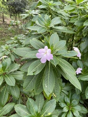 Impatiens sodenii