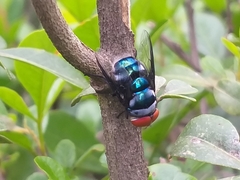 Chrysomya marginalis