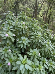 Impatiens sodenii