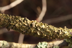 Melanohalea exasperata