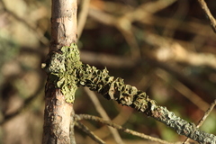 Melanohalea exasperata