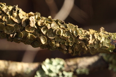 Melanohalea exasperata