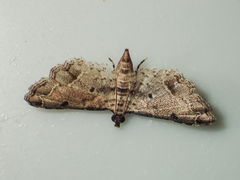 Sufetula