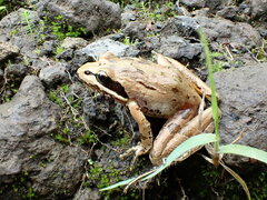 Strongylopus merumontanus