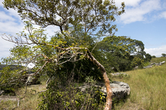 Commiphora harveyi