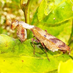 Raptrix