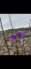 Campanula trachelium