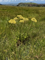 Helichrysum nudifolium