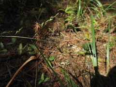 Cyperus plukenetii