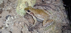 Hylodes cardosoi