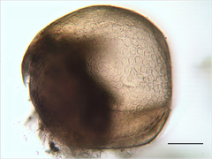 Chydorus