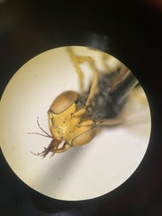 Calliopsis andreniformis