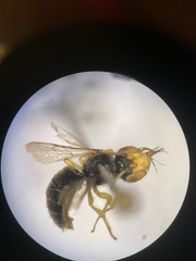 Calliopsis andreniformis