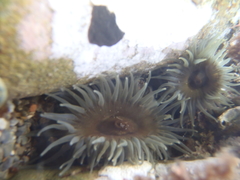 Isactinia olivacea