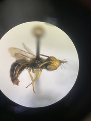 Calliopsis andreniformis