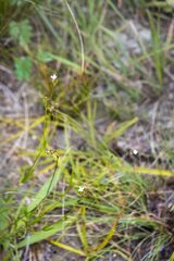 Cordylostigma virgatum