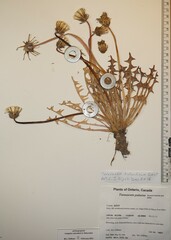 Taraxacum hollandicum