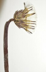 Taraxacum hollandicum