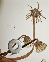 Taraxacum hollandicum