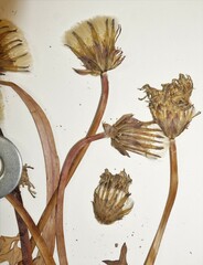Taraxacum hollandicum