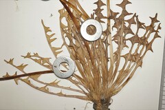 Taraxacum hollandicum