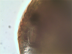 Chydorus