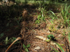 Cyperus plukenetii