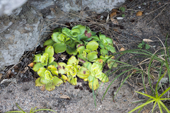 Crassula orbicularis