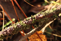 Melanohalea exasperata