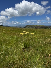 Helichrysum nudifolium