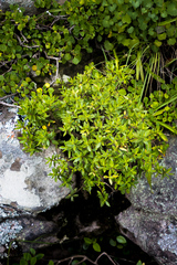 Crassula sarcocaulis