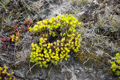 Crassula southii