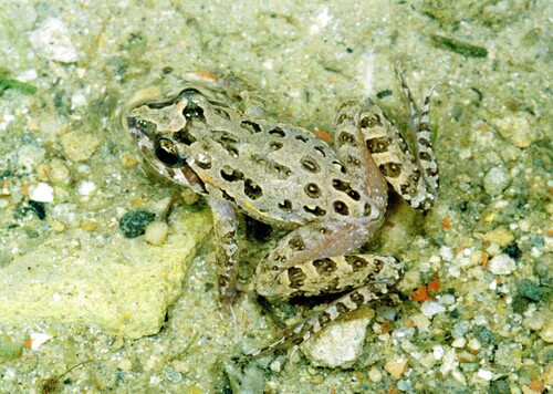 Mediterranean Painted Frog