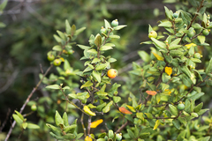 Cryptocarya wyliei